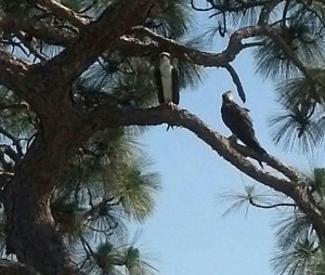 Osprey relaxing as their young try their wings 